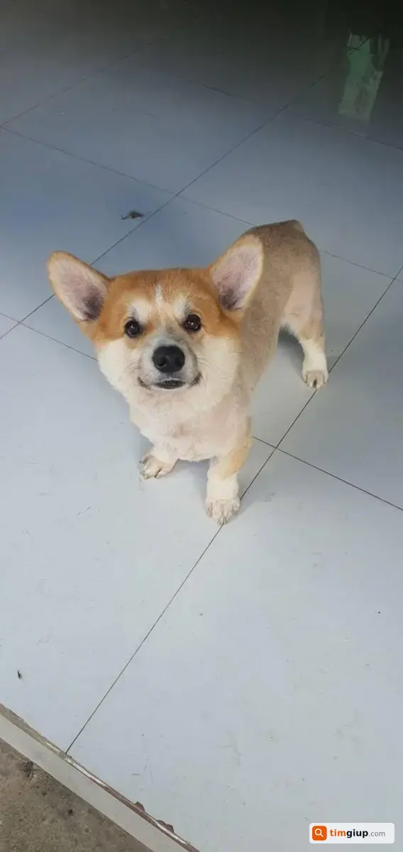 Tìm Chó Lucky Thất Lạc Tại Ấp Bến Tượng, Bến Cát, Tp.hcm