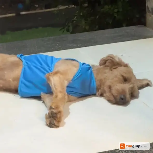 Tìm chó Poodle nâu cái lạc tại Long Thành, Đồng Nai
