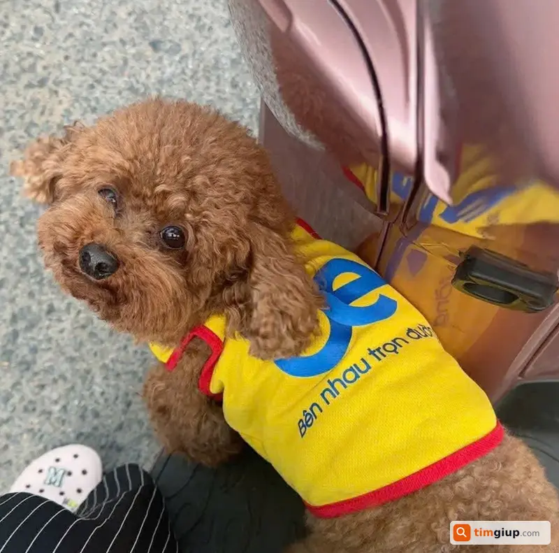 Tìm chó Poodle nâu tên Chun thất lạc tại Thủ Đức