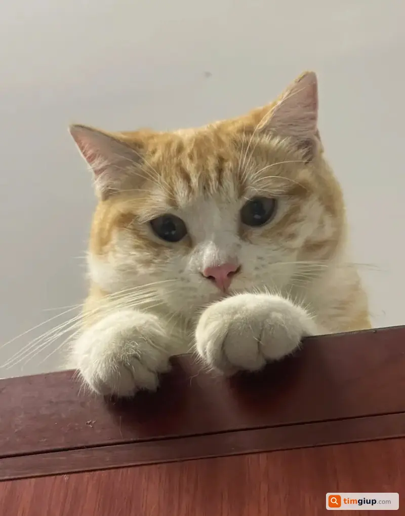 Tìm 3 bé mèo thất lạc tại Vĩnh Long