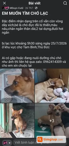 Chó Thất Lạc Tại Tam Bình, Thủ Đức Từ Ngày 25-7-2026
