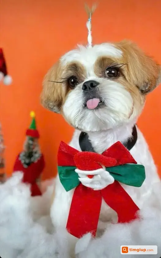 Chó Nhỏ Lạc Từ Công Viên Cầu Giấy Về Ngõ 232 Yên Hòa