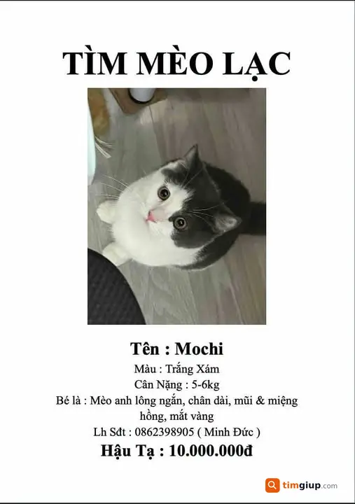 Tìm Mèo Anh Lông Ngắn Thất Lạc Tại 1150 Đường Láng, Đống Đa