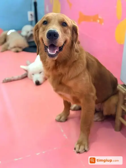 Tìm Chó Golden Tên Gấu Thất Lạc Khu Hàng Xanh