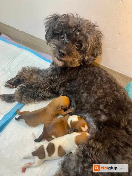 Tìm Chó Poodle Đen Và Chó Lai Màu Be Thất Lạc Nam Đô Hà Nội