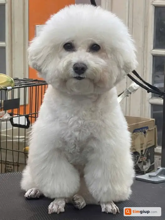 Tìm chó Poodle trắng lạc tại ngõ 192 Lê Trọng Tấn