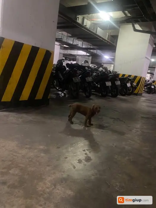 Tìm chó Poodle nâu đuôi cụt lạc khu Nam Xa La, Hà Nội
