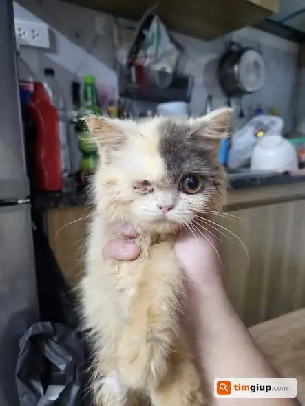 Nhặt được mèo trắng mất mắt phải tại Hà Đông, Hà Nội
