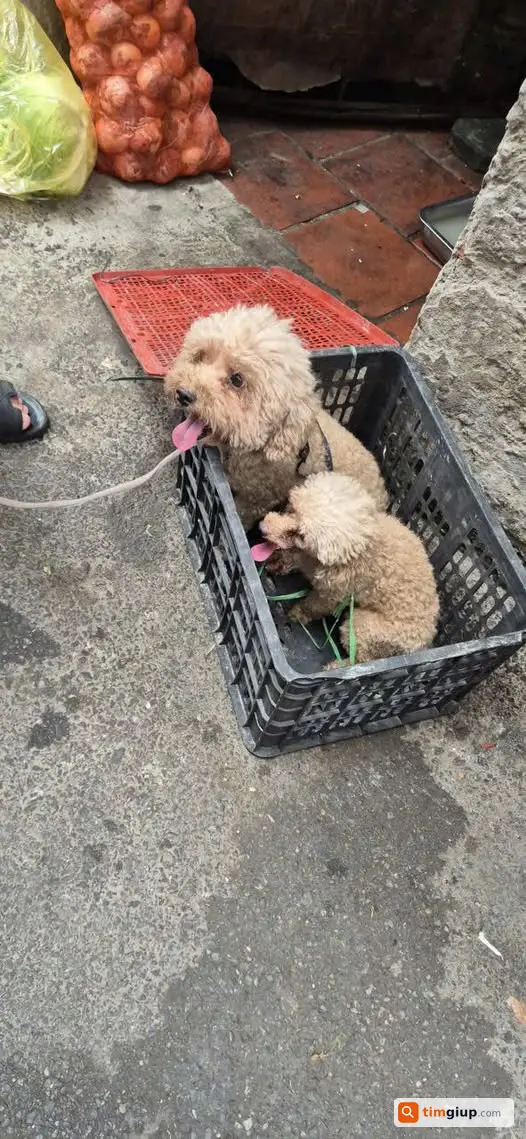 Tìm Chó Thất Lạc Tại Trần Duy Hưng, Hà Nội