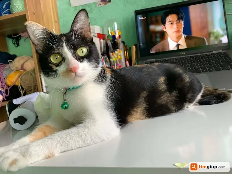 Tìm mèo tam thể tên Mập lạc tại Dĩ An, Bình Dương