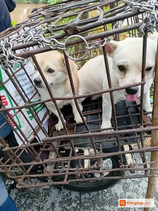 Cầu Cứu 2 Bé Chó Gần Cấp 2 Đại Tự, Yên Lạc, Vĩnh Phúc