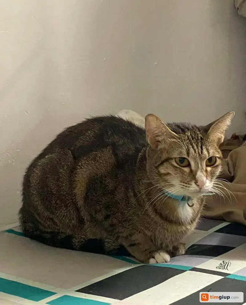 Tìm bé mèo mướp tên Dưa Hấu lạc tại Quận 7, TP.HCM