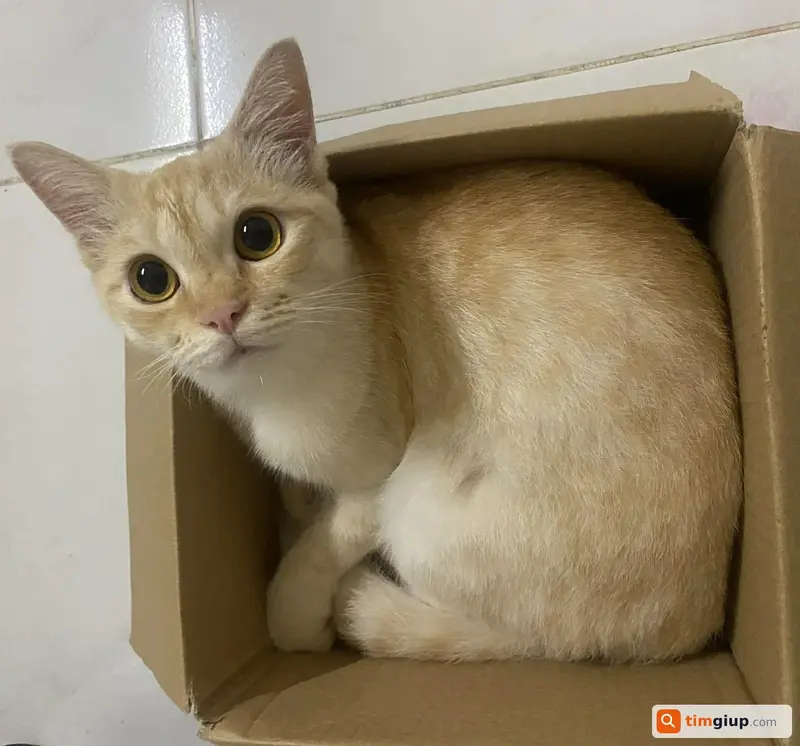 Tìm mèo lạc tên Vịt tại Quận 9, TP.HCM