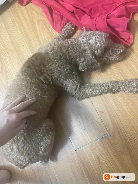 Tìm Chó Poodle Nâu Bạc Thất Lạc Tại Lideco, Hoài Đức, Hà Nội