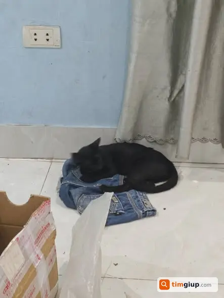 Tìm Mèo Mimi Lông Đen Thất Lạc Tại Chân Cầu An Khánh