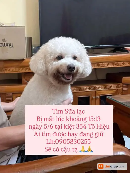 Tìm chó tên Sữa thất lạc, mong được hỗ trợ tìm kiếm