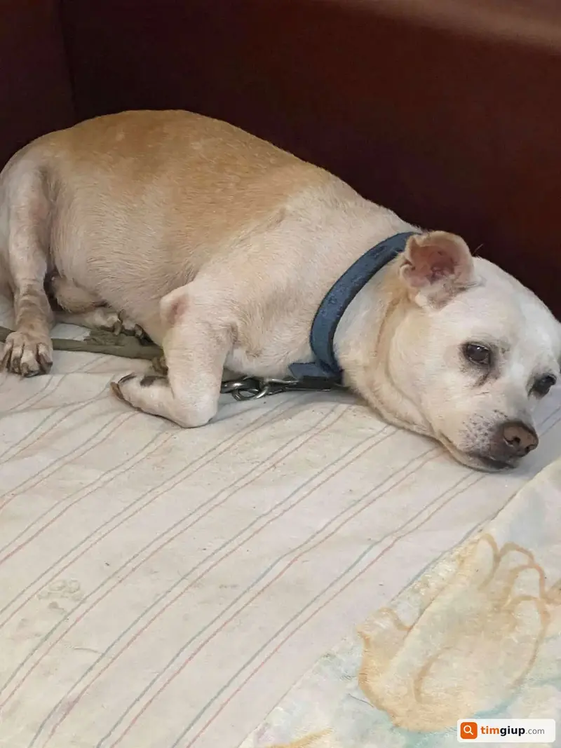 Tìm chú chó cỏ tên Bông thất lạc tại Quận 1, TP.HCM