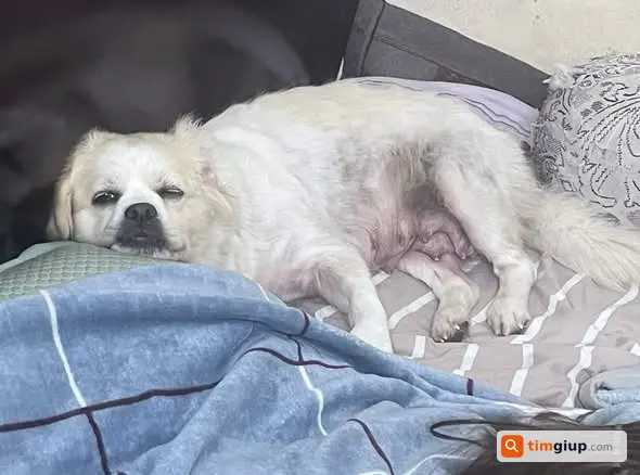 Tìm Chó Mun Màu Trắng Thất Lạc Tại Khu Phố Nối A, Hưng Yên