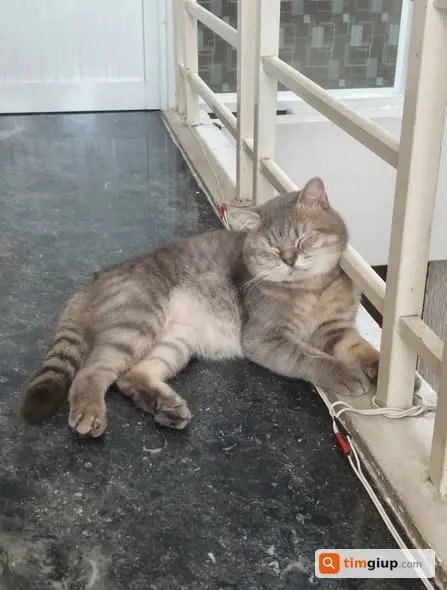 Tìm Mèo Thất Lạc Bị Bắt Trộm Từ Đà Nẵng Ra Hà Nội