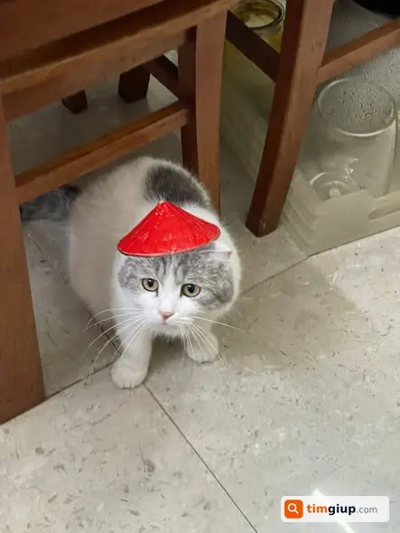 Ảnh 3