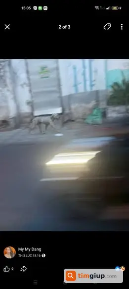 Tìm chó lạc lông xám đeo vòng cổ đen tại Hồ Kì Hòa, Q10