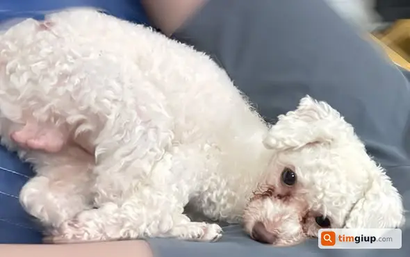 Tìm chó Poodle trắng tên Moi thất lạc khu Giáp Nhất