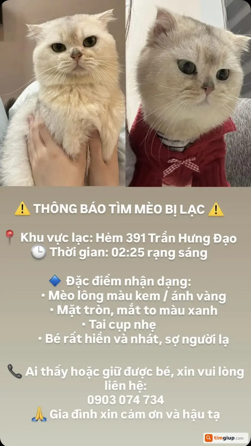Tìm mèo Anh lông ngắn màu kem lạc tại Quận 1, TP.HCM