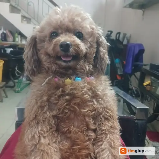 Tìm chó tên Ly đeo chuông hồng lạc tại Phạm Hùng Hà Nội