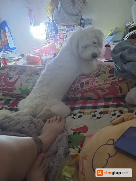 Tìm chó trắng tên Bơ lạc khu vực Q7 Huỳnh Tấn Phát, TP.HCM
