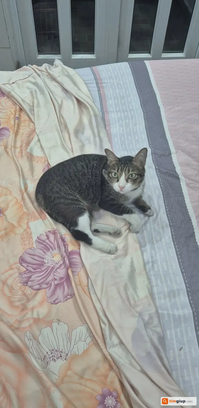 Tìm mèo thất lạc tên Trà Sữa tại Thủ Đức, TP.HCM