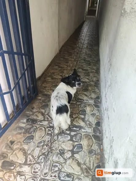 Tìm chủ chó đi lạc tại 22 Hàng Chiếu, Hà Nội