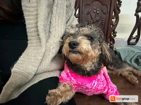 Tìm Chó Poodle Thất Lạc Tại Khu Đô Thị Văn Phú, Hà Đông