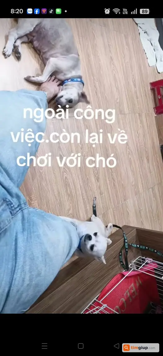 Tìm Chó Tên Lạc Màu Vàng Thất Lạc Tại Sơn Đồng, Hoài Đức
