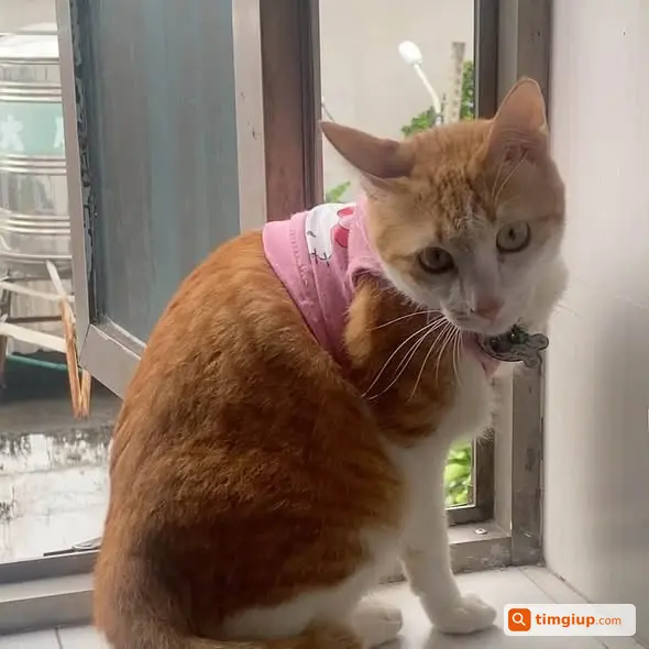 Tìm Mèo Cam Đực Lily Thất Lạc Khu Vực Gia Hòa Ql50
