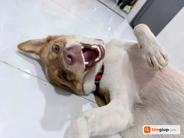 Tìm Chó Ta Trắng Pha Nâu Thất Lạc Tại Phú Hữu, Quận 9