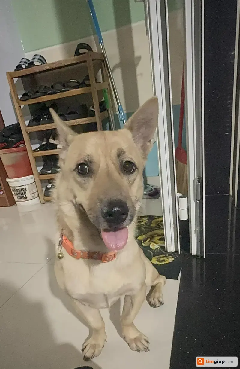 Tìm chó lạc tên Ki tại Quận Tân Bình, TP.HCM