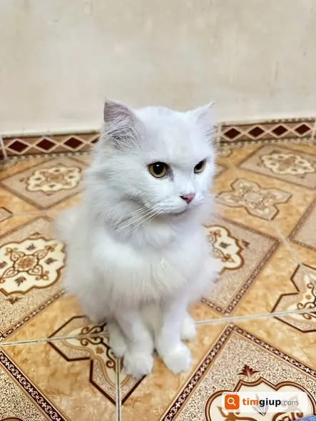 Ảnh 3