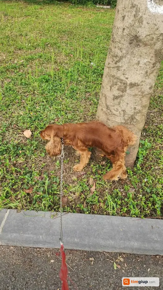 Tìm Chó Bông Thất Lạc Tại Việt Hưng, Long Biên, Hà Nội