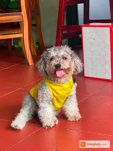 Bé Mặc Áo Vàng Thất Lạc, Mong Mọi Người Giúp Tìm Lại
