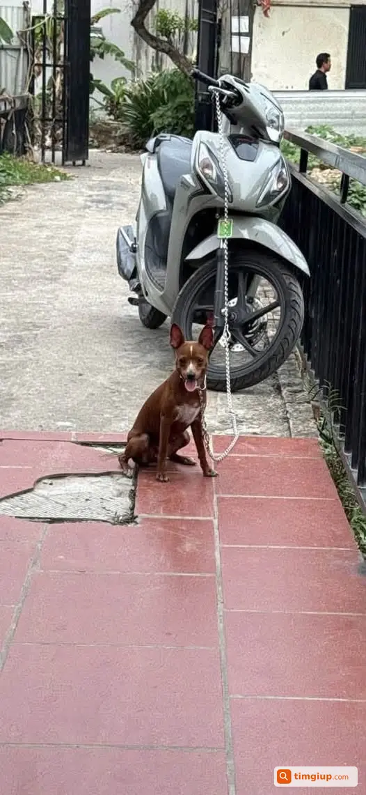 Phốc Nâu Đốm Trắng Thất Lạc Tại Định Công Hạ, Hà Nội