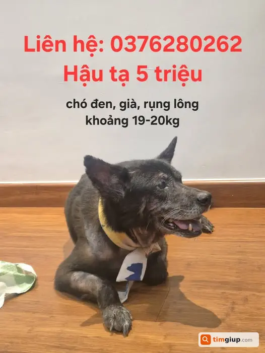 Tìm Chó Già Lạc Đeo Vòng Nâu Tại Cầu Cót, Hà Nội