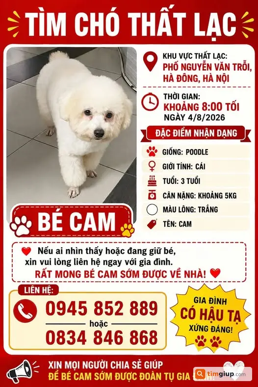 Tìm Chó Poodle Trắng Tên Cam Thất Lạc Tại Hà Đông, Hà Nội
