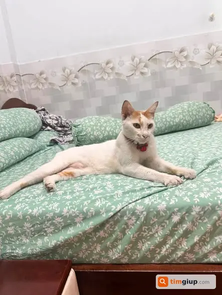 Tìm Mèo Thất Lạc Đeo Chuông Đỏ Gần Trường Nguyễn Thị Nuôi