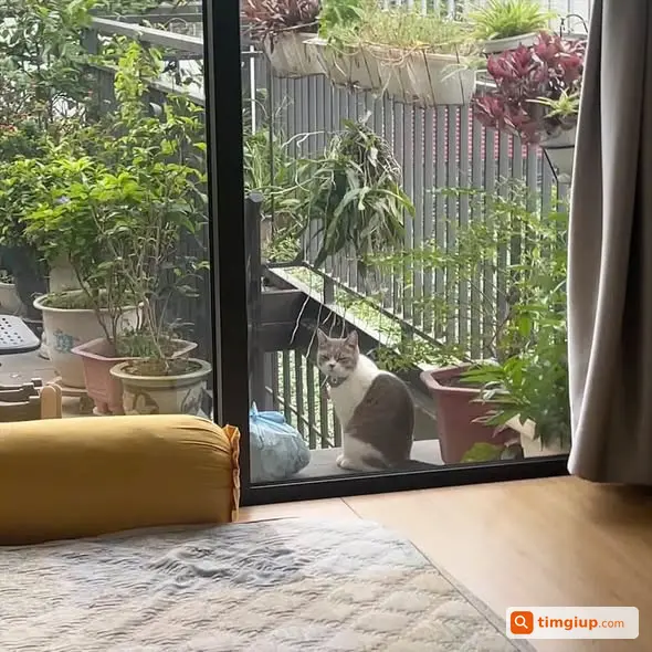 Tìm Mèo Đực Đã Thiến Thất Lạc Tại Định Công Hạ