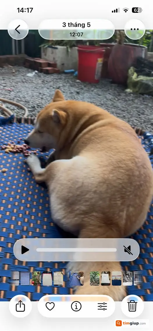 Tìm Chó Shiba Cái 11kg Thất Lạc Tại Đức Thượng, Hoài Đức, Hà Nội