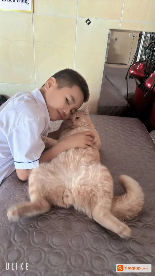 Tìm Chó Bông Thất Lạc Tại Đông Phương, Kiến Thụy