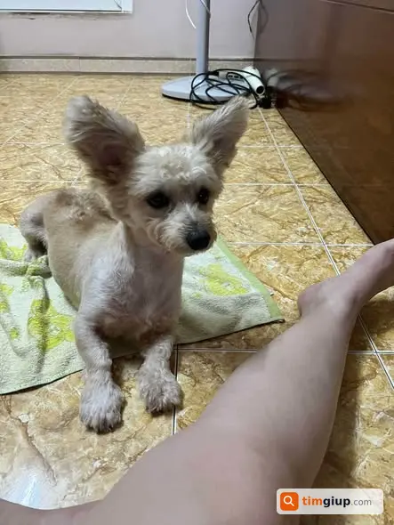 Tìm Chó Lai Lạp Xưởng Trắng Vàng Thất Lạc Tại Lương Khánh Thiện