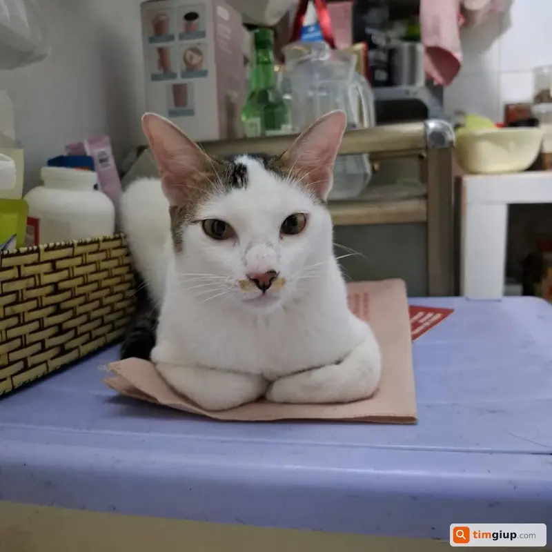 Tìm mèo ta tên Sushi thất lạc tại Quận 9, TP. Hồ Chí Minh