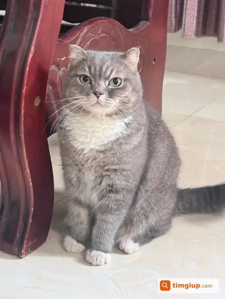 Mèo Xám Lông Ngắn Lạc Tại Xóm Chùa Hưng Long, Hà Nội