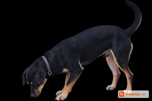 Chó Vòng Cổ Xanh Dương Thất Lạc Gần Khu Ẩm Thực Quận 6